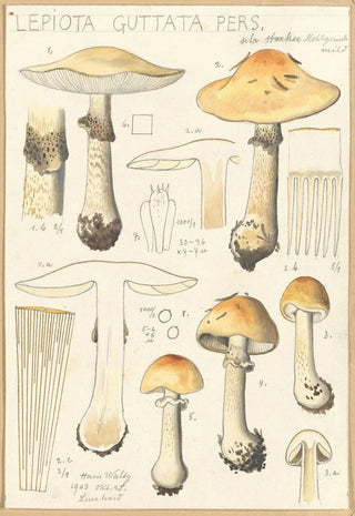 Hans Walty - Lepiota guttata pers.webp