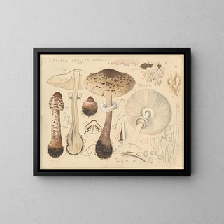Hans Walty - Lepiota procera Scop.webp