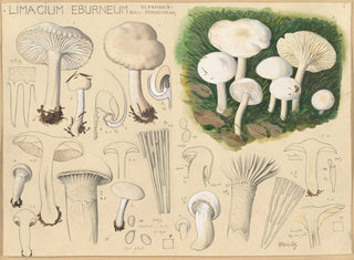 Limacium éburnéum - Hans Baldung — weergave van het kunstwerk