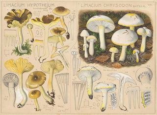 Hans Walty - Limacium hypothejum Limacium chrysodon.webp