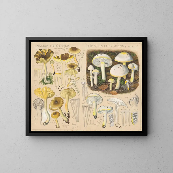 Limacium hypothejum Limacium chrysodon - Hans Baldung — ingelijst kunstwerk aan de muur