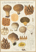 Lycoperdon enchinatum - Hans Baldung — weergave van het kunstwerk