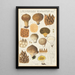 Lycoperdon enchinatum - Hans Baldung — ingelijst kunstwerk aan de muur