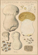 Lycoperdon excipuliforme - Hans Baldung | Reproduction — weergave van het kunstwerk