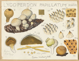 Hans Walty - Lycoperdon papillatum.webp