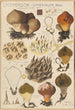 Lycoperdon umbrinum - Hans Baldung — artwork view