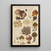 Lycoperdon umbrinum - Hans Baldung — framed artwork on a wall