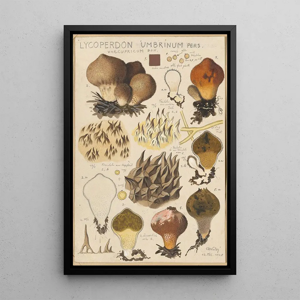 Hans Walty - Lycoperdon umbrinum.webp