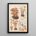 Marasmius confluens - Hans Baldung — ingelijst kunstwerk aan de muur