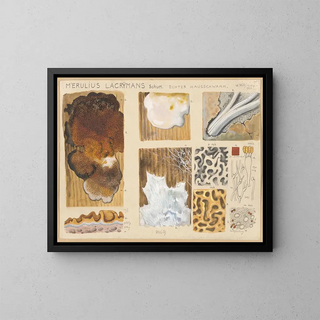 Hans Walty - Merulius lacrymans Schum.webp