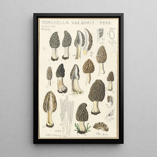 Hans Walty - Morchella vulgaris.webp