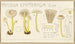 Mycena epipterygia - Hans Baldung — weergave van het kunstwerk