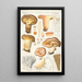 Paxillus involutus Batsch - Hans Baldung — framed artwork on a wall