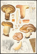 Paxillus involutus Batsch - Hans Baldung — artwork view