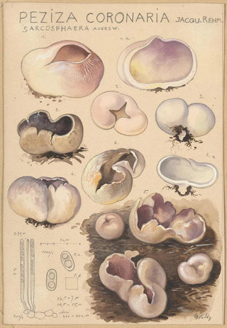 Hans Walty - Peziza coronaria.webp