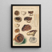 Peziza venosa - Hans Baldung — framed artwork on a wall