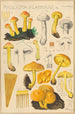 Pholiota flammans Pholiota caperata - Hans Baldung — weergave van het kunstwerk
