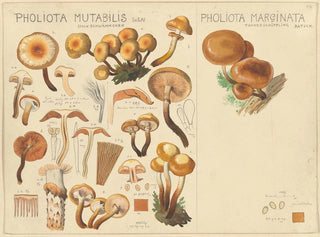 Hans Walty - Pholiota mutabilis Pholiota marginata.webp