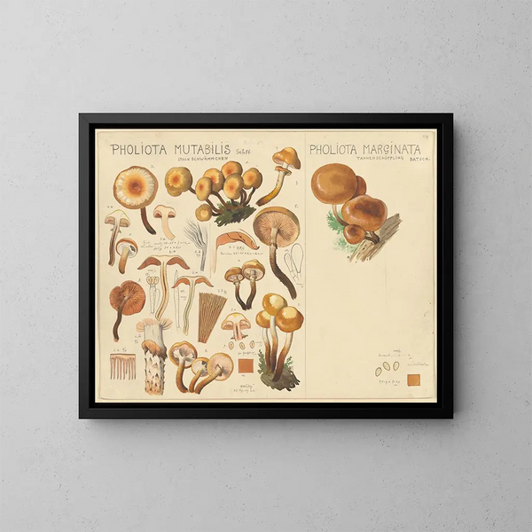 Pholiote mutable Pholiote marginée - Hans Baldung — ingelijst kunstwerk aan de muur