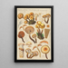 Pholiota mutabilis Schaeffer - Hans Baldung — ingelijst kunstwerk aan de muur