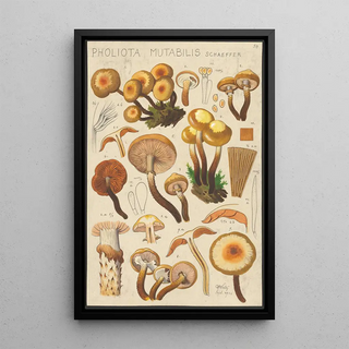 Hans Walty - Pholiota mutabilis Schaeffer.webp