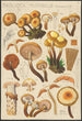 Pholiota mutabilis Schaeffer - Hans Baldung — weergave van het kunstwerk