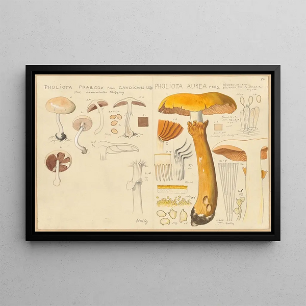 Hans Walty - Pholiota praecox Pholiota aurea.webp