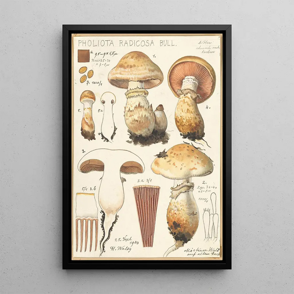 Hans Walty - Pholiota radicosa Bull.webp