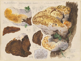 Hans Walty - Placodes dryadeus pers.webp