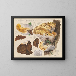 Hans Walty - Placodes dryadeus pers.webp