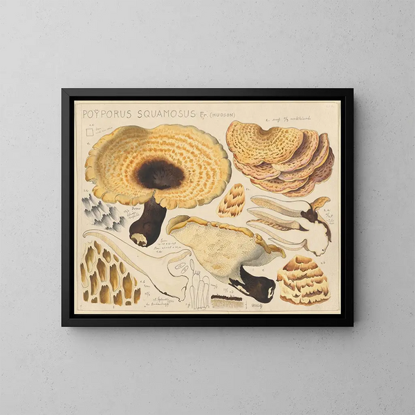 Poyporus squamosus Fr. Hudson - Hans Baldung — ingelijst kunstwerk aan de muur