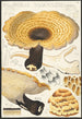 Poyporus squamosus Fries - Hans Baldung | Reproduction — weergave van het kunstwerk