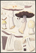 Psalliota Arvensis Schaeff I Uebergang zu flavescens II silvicola Vitt - Hans Baldung | Reproduction — weergave van het kunstwerk