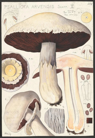 Hans Walty - Psalliota Arvensis Schff II.webp