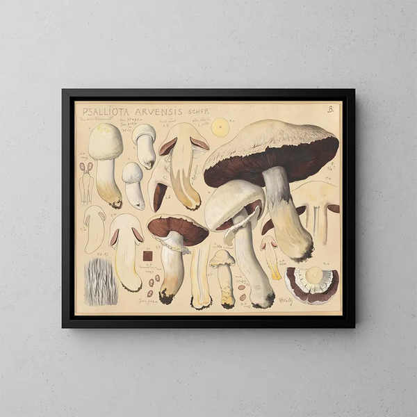 Psalliote des champs - Hans Baldung — ingelijst kunstwerk aan de muur