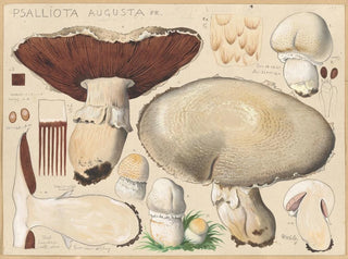 Hans Walty - Psalliota augusta Fr.webp