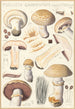 Psalliota campestris Psalliota campestris var umbrina - Hans Baldung — weergave van het kunstwerk