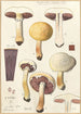 Psalliota costata - Hans Baldung — artwork view