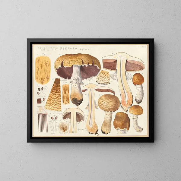 Psalliota perrara - Hans Baldung — ingelijst kunstwerk aan de muur