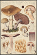 Psalliota silvatica Schaeffer - Hans Baldung | Reproduction — weergave van het kunstwerk