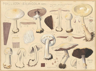 Hans Walty - Psalliota silvicola Vitt.webp
