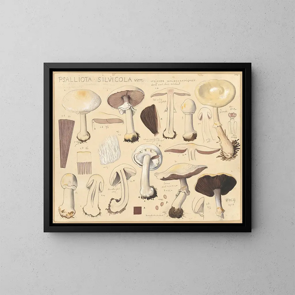Psalliota silvicola - Hans Baldung — ingelijst kunstwerk aan de muur