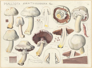 Hans Walty - Psalliota xanthoderma Gen.webp