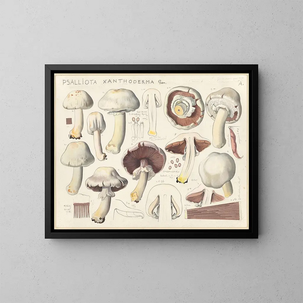 Psalliote xanthoderme - Hans Baldung — ingelijst kunstwerk aan de muur