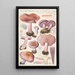 Rhodopaxillus nudus Bull Maire Tricholoma nudum Fr - Hans Baldung — ingelijst kunstwerk aan de muur