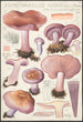 Rhodopaxillus nudus Bull Maire Tricholoma nudum Fr - Hans Baldung — weergave van het kunstwerk