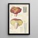 Russula olivacea - Hans Baldung — framed artwork on a wall