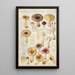 Russula puellaries - Hans Baldung — framed artwork on a wall