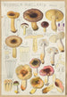 Russula puellaries - Hans Baldung — artwork view