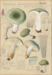 Russula aureginea - Hans Baldung — weergave van het kunstwerk